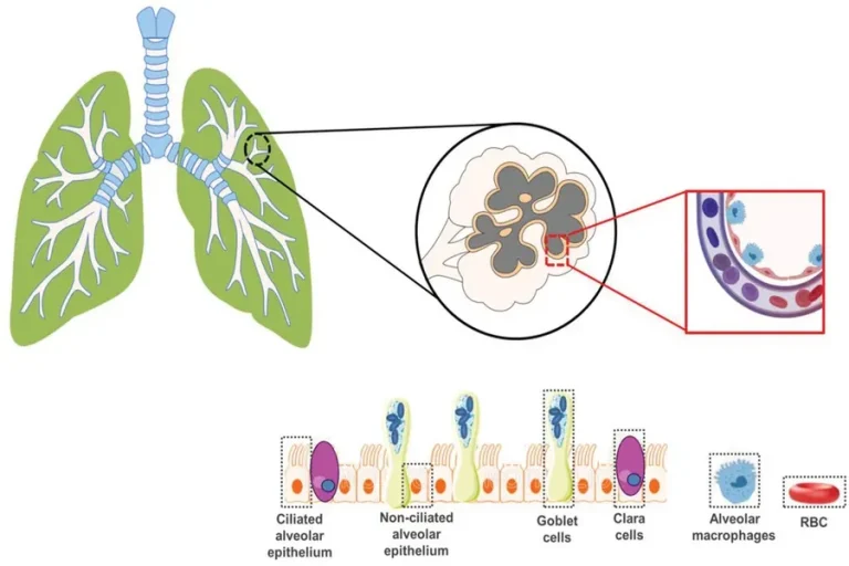How In Vitro Models Are Changing the Future of Inhalation Toxicology